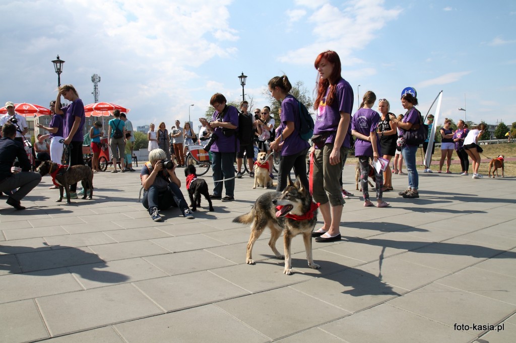 Skwer przy Syrence zapełnił się w niedzielne przedpołudnie dużą ilością ludzi w fioletowych koszulkach i psami z czerwonymi chusteczkami na szyi. To kolejne spotkanie w ramach akcji Schroniska na Paluchu, Adoptuj Warszawiaka. 